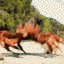510169818893385729.gif